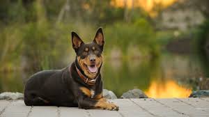 Traditional tan points is the only confirmed known allele in the a series. German Pinscher Vs Australian Kelpie Breed Comparison