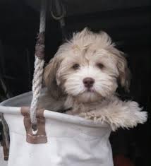 Cavapoo puppies are affectionate, gentle and graceful, highly intelligent and outgoing, with an agile mindset and a flamboyant personality, the cavadoodle certainly inherited an. Havapoo Puppies Sunny Day Puppies