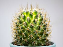 Because of these adaptations, cacti are able to survive in the desert where most plants would die. 20 Amazing Facts You Didn T Know About Cacti Cactusway