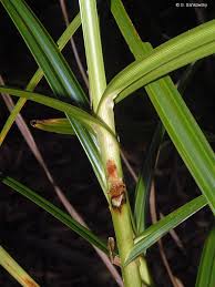 Image result for Scleria nyasensis