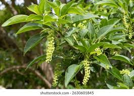 Image result for Phytolacca dioica