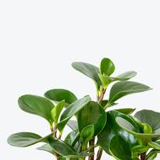 Image result for Olax obtusifolia