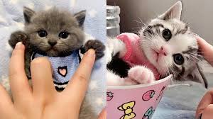 If you are looking for cute kitten pics or funny kitten pictures, you are on the right we have constant updates of the best cute and funny kitten pictures from the web. Supper Cute Kittens In The World 8 Cute Vn Youtube