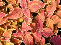 Image result for Coleus scutellarioides