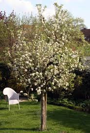 Dekorative bäume mit anziehendem duft. Den Richtigen Baum Fur Einen Kleinen Garten Finden Freudengarten