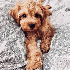 Pin On Puppy Stuff