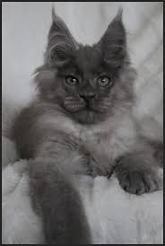 Welcome to the breeder listing of maine coon cats r us. Pin On Maine Coon Cat