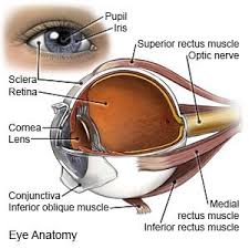 They're usually planners in some way and don't often talk about their feelings. Refractive Errors Of The Eye What You Need To Know