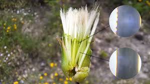 Image result for Pseudopodospermum hispanicum