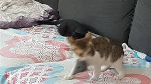 To those who do not know, pet sitting is when a pet sitter goes to someone's house in order to in fact, some treat house pet boarding as a passion project rather than a job, and may charge lower rates for. Pet Sitting And Dog Boarding Your Pets Pet Sitting Dog Boardi