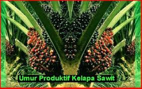 Umur Produktif Kelapa Sawit Di Ladang Malaysia Kelapasawitnews Com Berkongsi Maklumat Kelapa Sawit Di Malaysia Kelapa Malaysia