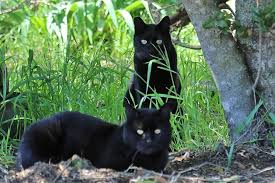 Feral colony cats may be outsmarted by the new tomahawk live trap. Meow Or Never Animal Services Organizations Confront Cat Overpopulation In Slo S North County News San Luis Obispo New Times San Luis Obispo