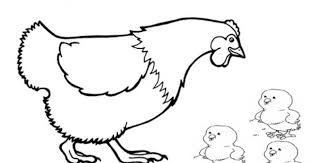 Silahkan anda arahkan mouse ke gambar atau tap dan menekan clik kanan dan kemudian save image as. Contoh Gambar Mewarnai Gambar Ayam Sketsa Kataucap