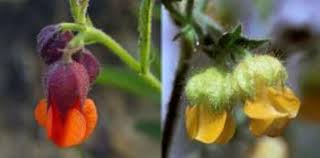 Image result for Hermannia parvula