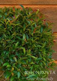 Image result for Eugenia