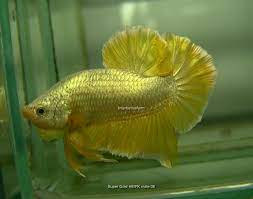 If you are not, why list of features: Fwbettashmp1405876785 Big Father Super Gold Hmpk Male 06 Betta Fish Betta Betta Fish Types