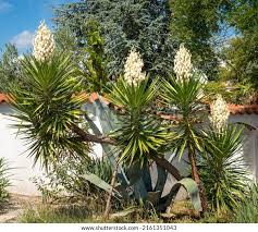 Image result for Yucca gigantea