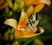 Survey: Occoquan Bay NWR Annual Butterfly Count