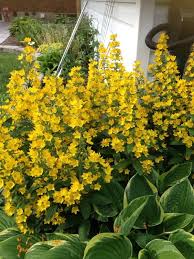 There is room in virtually any garden design for the many shades of. Garden Answers Plant Identification Yellow Perennials Plants Flowers Perennials