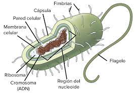 Introduction the cell membrane surrounds the cell and is responsible for the regulation of substances within the cell. Celulas Procariontes Articulo Khan Academy Eukaryotic Cell Prokaryotic Cell Prokaryotes