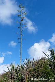 Image result for Agave sisalana