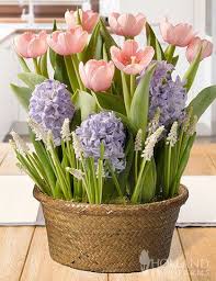 Check spelling or type a new query. Pin On Indoor Bulb Gardens