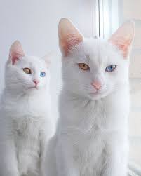 Black And White Cat With Brown Eyes Twin White Cats Born With Heterochromatic Two Different Colored Eyes Pretty Cats White Cats Beautiful Cat