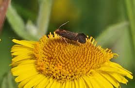 Image result for Disperis sp. nov. aff. bifida