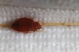 Exterminating bed bugs with gogreen's bed bug pest control services, you can finally be at ease. Old Time Insect Pest Reappears Agrilife Today