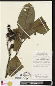 Image result for Pachylobus