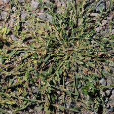 Image result for Oxygonum salicifolium