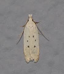 Image result for Nothris verbascella