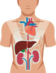 Image result for internal organs