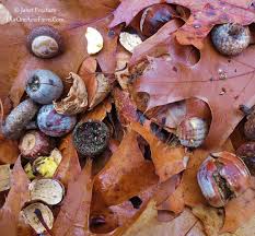 Some have persistent wildlife fruit that hangs on the tree for weeks or even months. 15 Trees For A Wildlife Friendly Edible Landsape