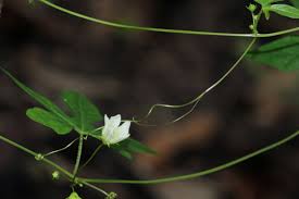 Image result for Diplocyclos tenuis