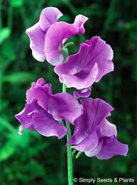 Petunias yard landscaping flower power halo garden ideas colours landscape purple flowers. Oxford Blue Sweet Pea Flowers Pea Flower Beautiful Flowers