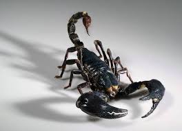 To See A Scorpion In Your Dream Represents A Situation In Your Waking Life Which May Be Painful Or Hurtful It Is Also Scorpion Tattoo Insect Tattoo Arachnids