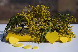This flower looks very delicate, but it is actually very. Mimosa Blossom On Women S Day Festa Della Donna Italy Magazine