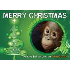 We did not find results for: Christmas Gift Card 12 Months Medicine For An Orangutan The Orangutan Project
