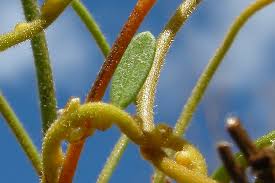 Image result for Cassytha filiformis