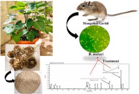 Image result for Sphaeranthus chandleri