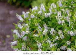 Image result for shrubby veronica hebe