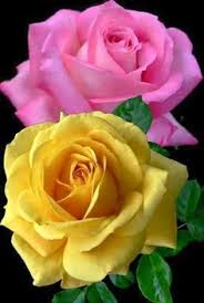 Whether you prefer a delicate pale pink, a deep magenta, a rosy pink, or a dazzling hot pink, we've compiled some of the most stunning pink perennials to add to your garden. 250 Pink And Yellow Combo Ideas Pink Yellow Cottage Pink Lemonade Party