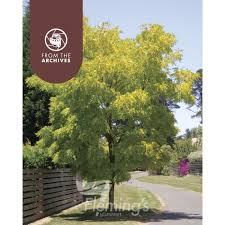 Image result for Robinia