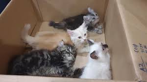 Cats often get stressed and anxious on car rides because of the sudden change of environment. Suspicious Bulge In Man S Pants Hid Smuggled Kittens Singapore Officials Ctv News