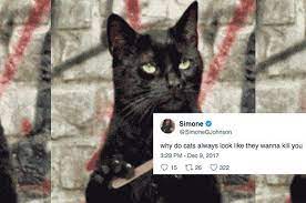 29 Very Important Questions People Have For Cats Dog Insurance Cats Cat Illnesses