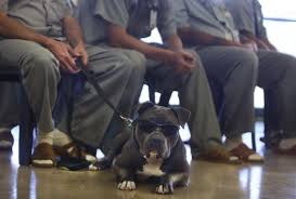 Pup means puppies up for parole. State Prisons Animal Program Modeled For England Joe S St Louis Stltoday Com