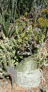 Image result for Adenia zambesiensis