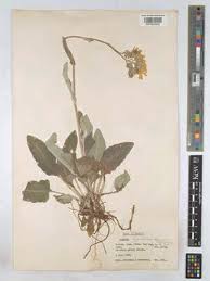 Image result for Senecio pleistocephalus