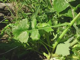 Image result for Sonchus oleraceus